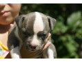 americki-staford-small-1