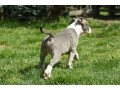 americki-staford-small-4