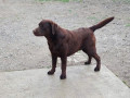 labrador-retriver-muzijak-small-3