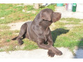 labrador-retriver-muzijak-small-2