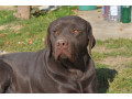 labrador-retriver-muzijak-small-0