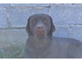labrador-retriver-muzijak-small-1