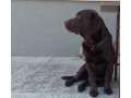 labrador-retriver-muzijak-small-4