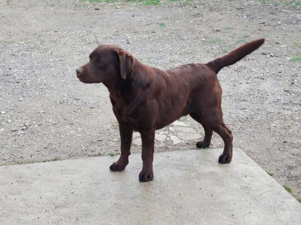 labrador-retriver-muzijak-big-3