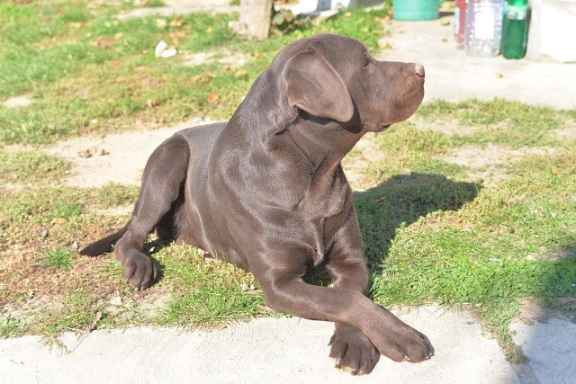 labrador-retriver-muzijak-big-2