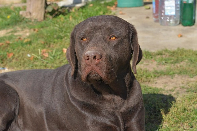 labrador-retriver-muzijak-big-0
