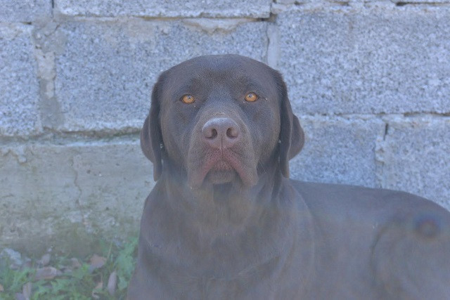 labrador-retriver-muzijak-big-1