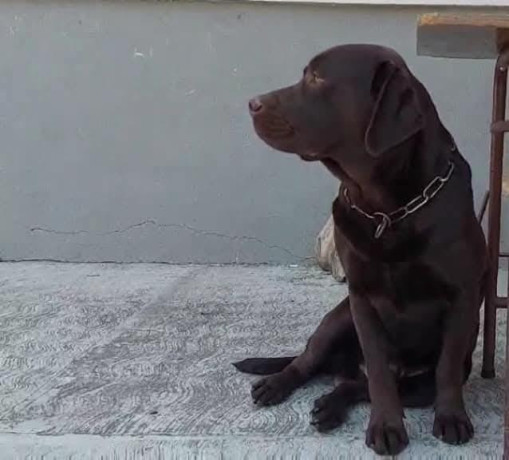 labrador-retriver-muzijak-big-4