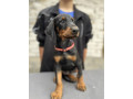 prodaju-se-prelepi-stenci-dobermana-starosti-2-meseca-small-4
