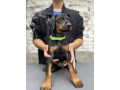 prodaju-se-prelepi-stenci-dobermana-starosti-2-meseca-small-3