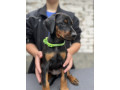 prodaju-se-prelepi-stenci-dobermana-starosti-2-meseca-small-1