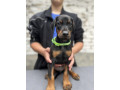 prodaju-se-prelepi-stenci-dobermana-starosti-2-meseca-small-2