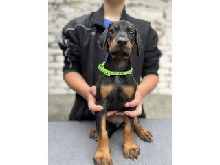 Prodaju se prelepi štenci dobermana, starosti 2 meseca