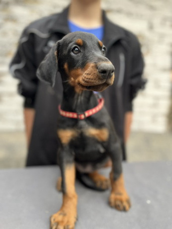 prodaju-se-prelepi-stenci-dobermana-starosti-2-meseca-big-4