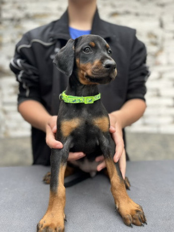 prodaju-se-prelepi-stenci-dobermana-starosti-2-meseca-big-3