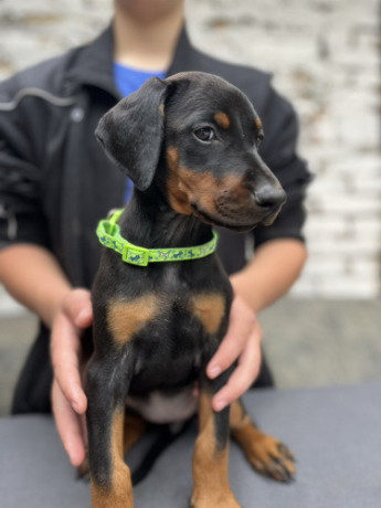 prodaju-se-prelepi-stenci-dobermana-starosti-2-meseca-big-1