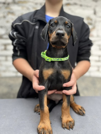 prodaju-se-prelepi-stenci-dobermana-starosti-2-meseca-big-0