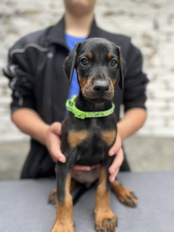 prodaju-se-prelepi-stenci-dobermana-starosti-2-meseca-big-2