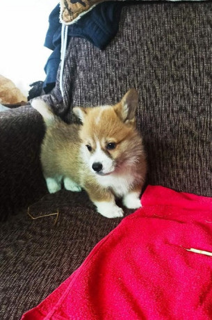 velski-korgi-pembork-stenci-big-0