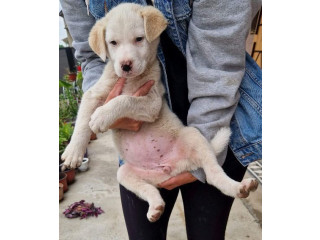 Mešanac labradora, žensko štene na poklon