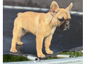 francuski-buldog-stenad-small-0