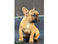 francuski-buldog-stenad-small-3