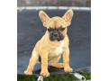 francuski-buldog-stenad-small-1