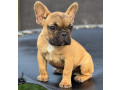 francuski-buldog-stenad-small-2