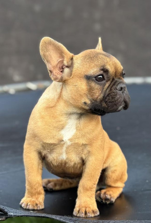 francuski-buldog-stenad-big-3