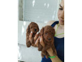 crvena-toy-pudla-novo-leglo-small-3