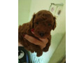 crvena-toy-pudla-novo-leglo-small-2