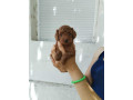 crvena-toy-pudla-novo-leglo-small-1