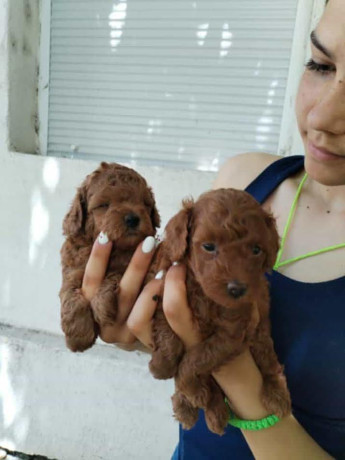 crvena-toy-pudla-novo-leglo-big-3