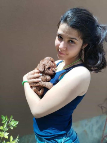 crvena-toy-pudla-novo-leglo-big-4