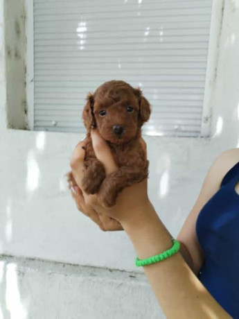 crvena-toy-pudla-novo-leglo-big-1