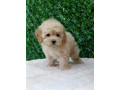 maltipoo-stenci-savrseni-kucni-ljubimci-small-3