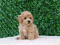 maltipoo-stenci-savrseni-kucni-ljubimci-small-2