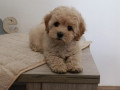 maltipoo-stenci-savrseni-kucni-ljubimci-small-0
