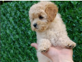 maltipoo-stenci-savrseni-kucni-ljubimci-small-4