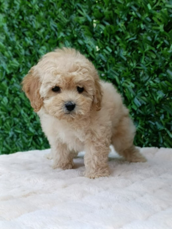 maltipoo-stenci-savrseni-kucni-ljubimci-big-3