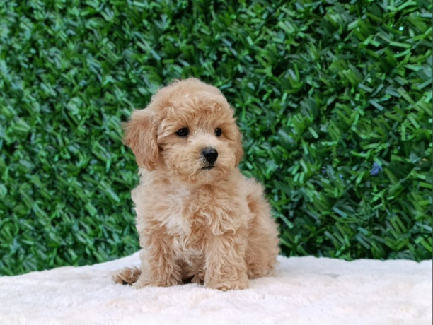 maltipoo-stenci-savrseni-kucni-ljubimci-big-2