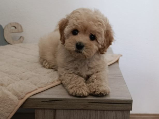 maltipoo-stenci-savrseni-kucni-ljubimci-big-0