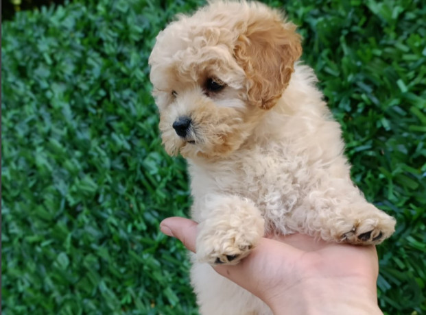 maltipoo-stenci-savrseni-kucni-ljubimci-big-4