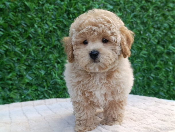 maltipoo-stenci-savrseni-kucni-ljubimci-big-1