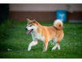 shiba-inu-siba-inu-stenci-small-4