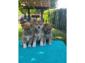 shiba-inu-siba-inu-stenci-small-1
