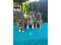 shiba-inu-siba-inu-stenci-small-0