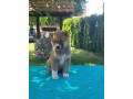 shiba-inu-siba-inu-stenci-small-2
