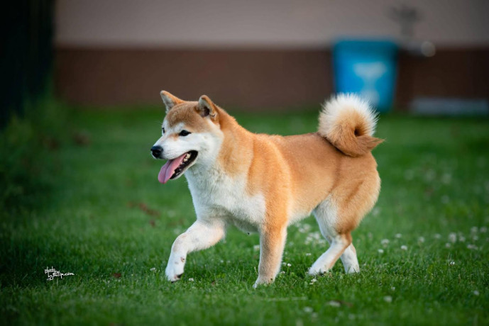 shiba-inu-siba-inu-stenci-big-4