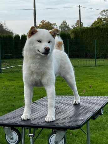 shiba-inu-siba-inu-stenci-big-3